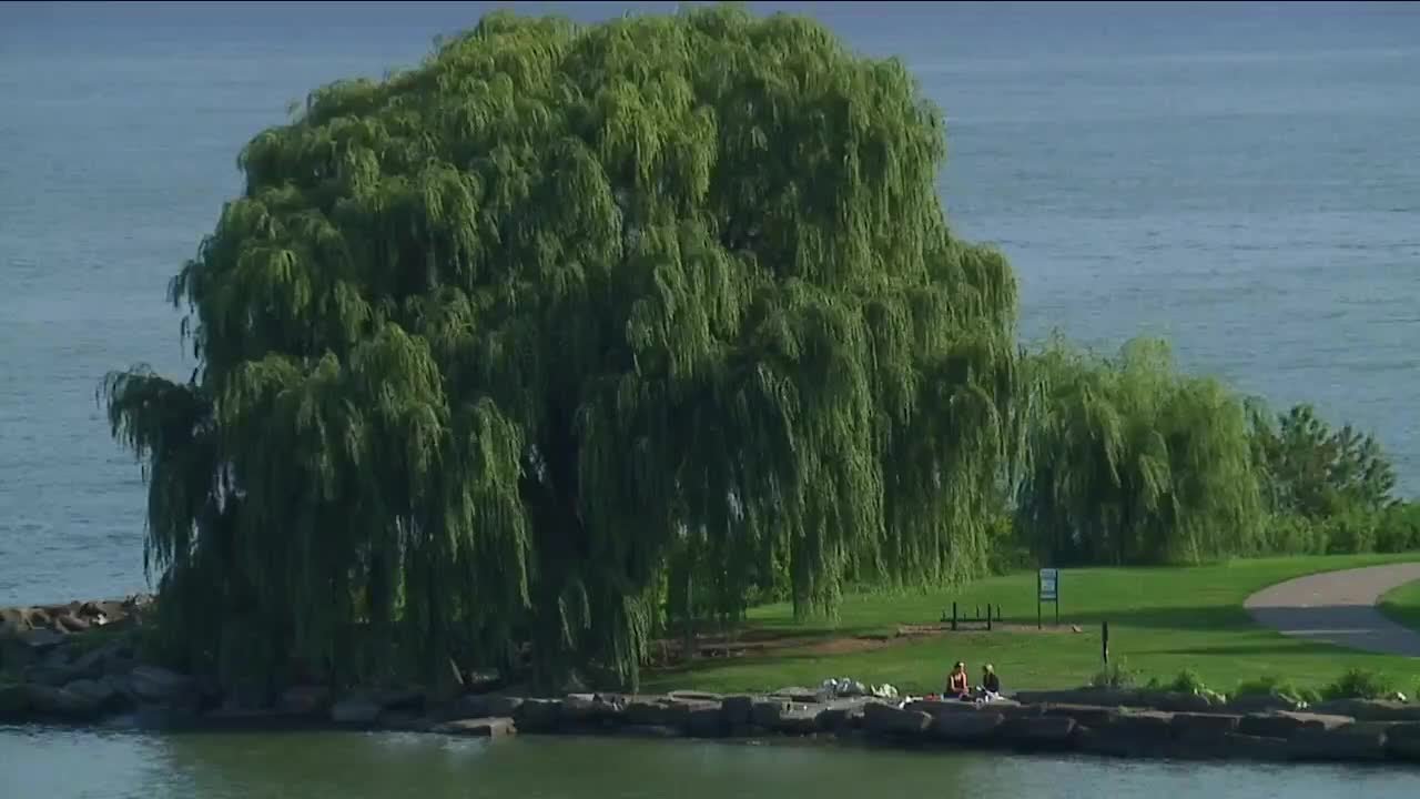 Why Cleveland's weeping willow tree is a local treasure