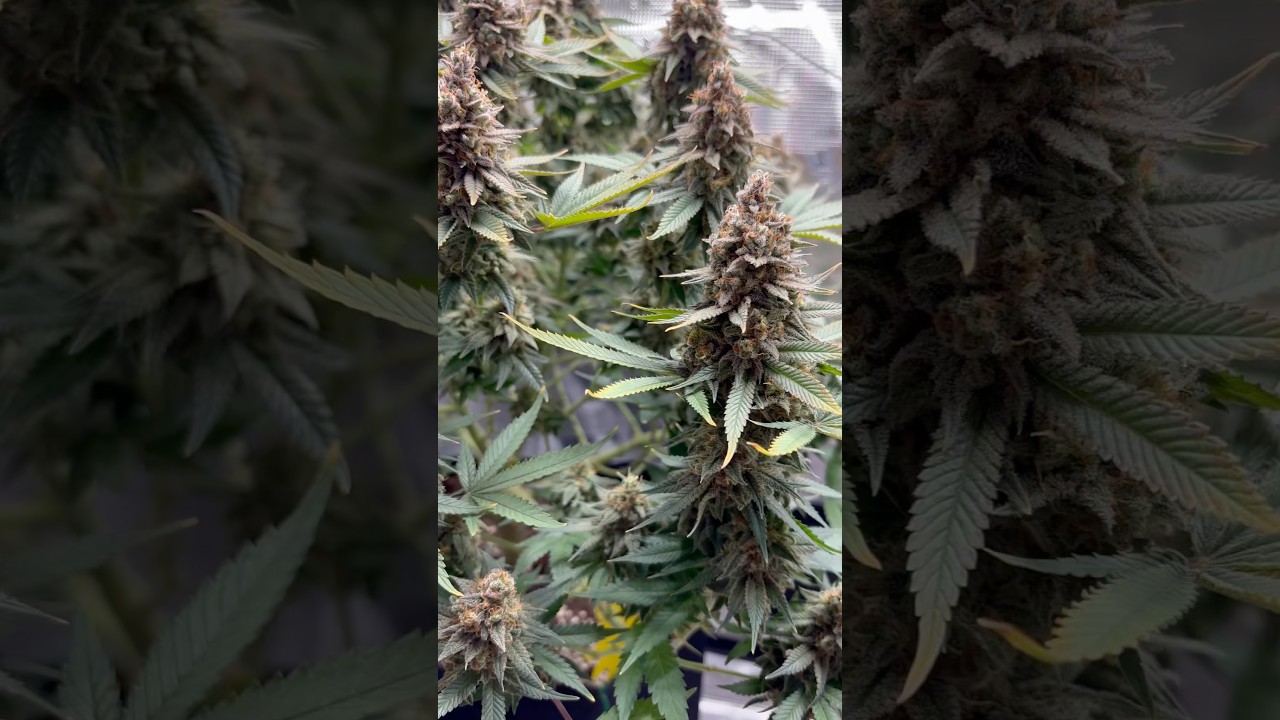 Lemon Shining Silver Haze Grow 🍋✨ Bl&uuml;tewoche 9 #grow #420 #spiderfarmerled #flowers #plants #fruit