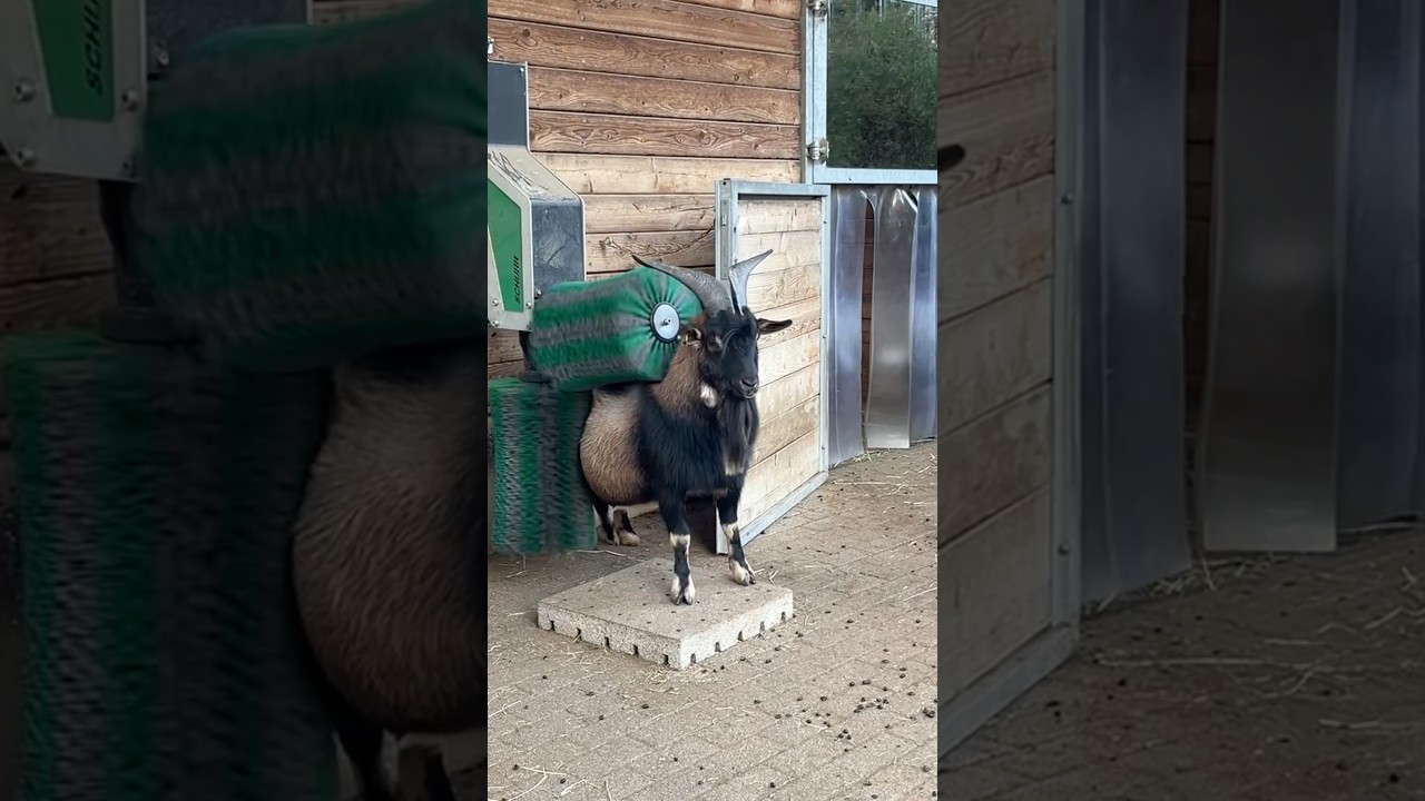 Ziegen-Wellness im Zoo Karlsruhe