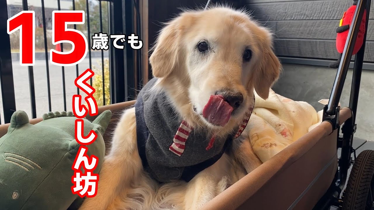 【カフェ】はっちと一緒にモーニングを楽しんで来ました。