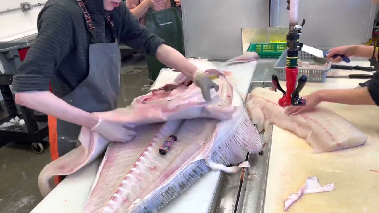 Filleting a 180 pound halibut!!!