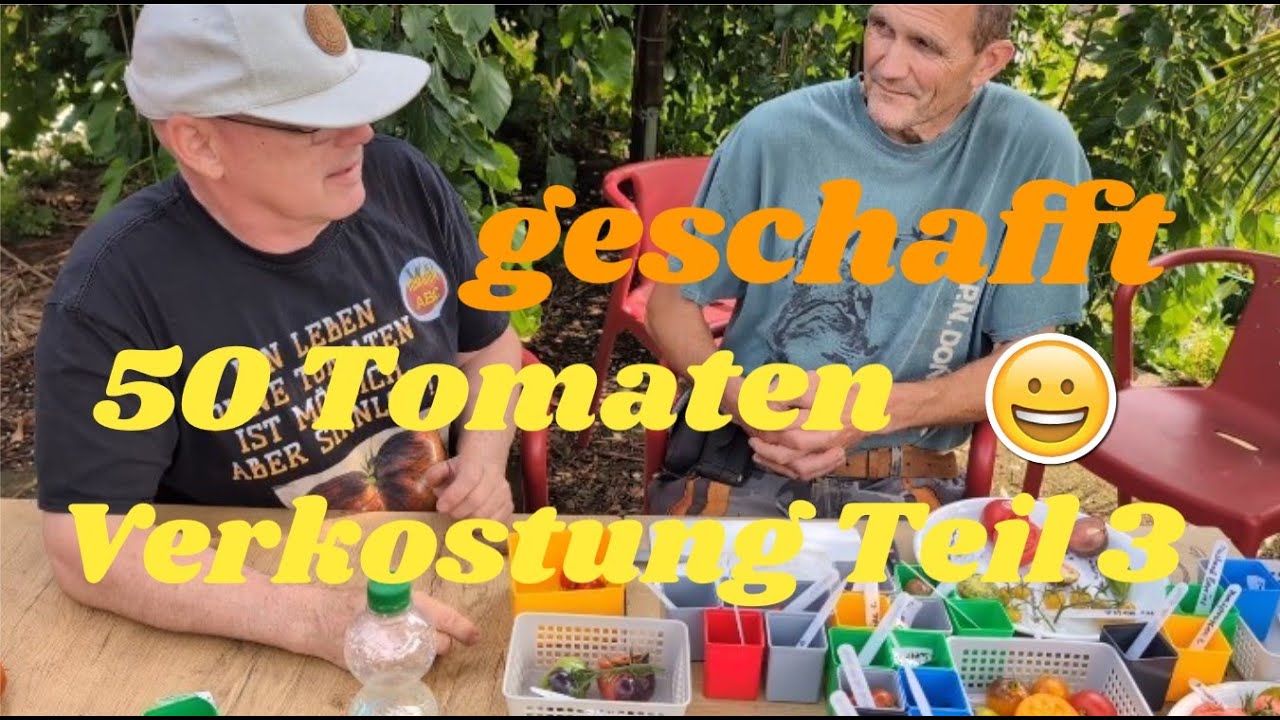 50 Tomaten Verkostung Teil 3 #tomaten #tomato #tomat #garden #garten #tomat #gartenoasekölnwest