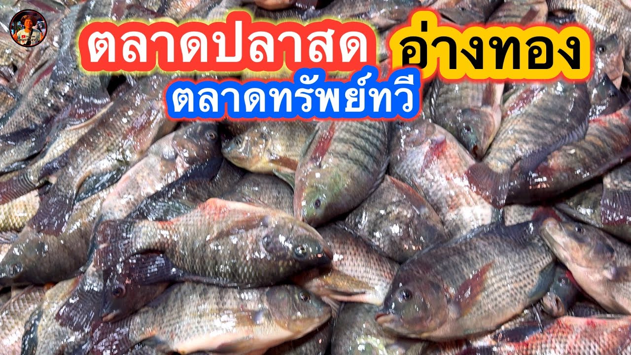 #ตลาดปลาสดอ่างทอง#ตลาดทรัพย์ทวี#ปลาสดใหม่ทุกวันส่งตรงจากบ่อ #ราคาถูกโคตรถูก#งอ่างทอง #ลุงน้อยchannel