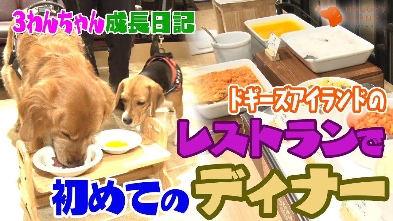 ドギーズアイランドでお腹いっぱい‼️大満足の初めてのディナー【ビーグル子犬成長日記】