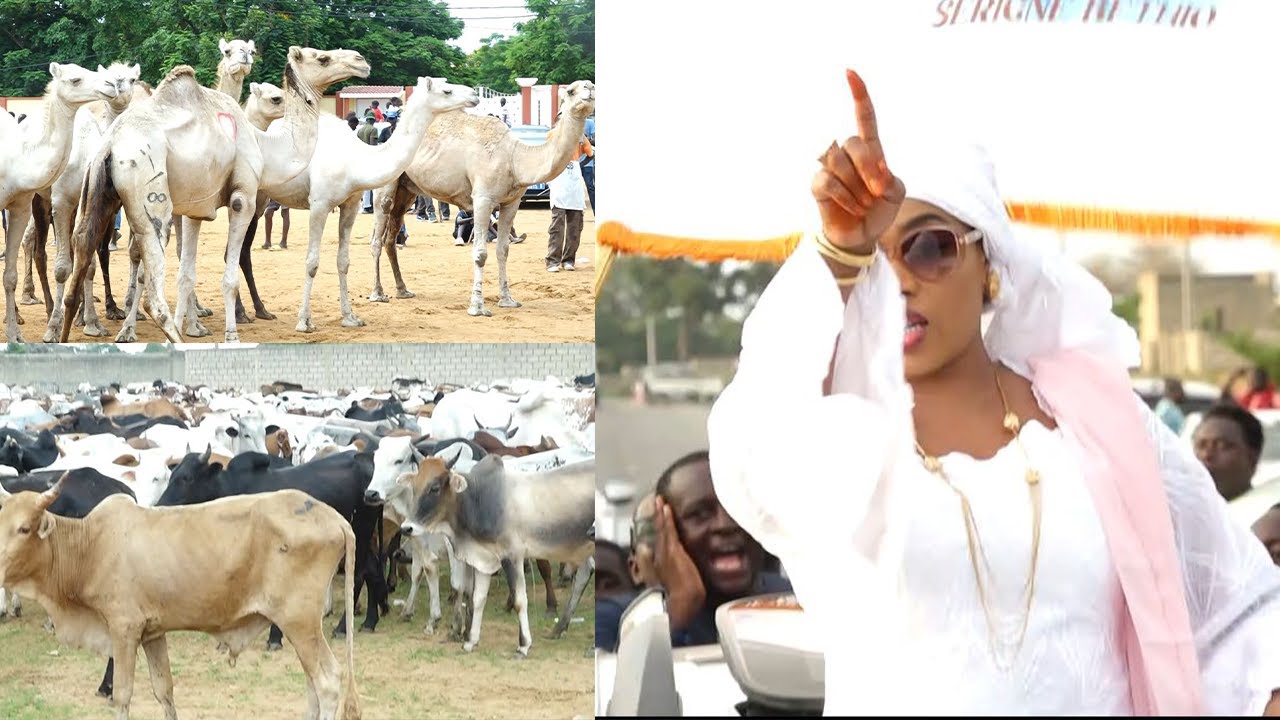 Impressionnante arrivée des bœufs de Sokhna Aïda Diallo