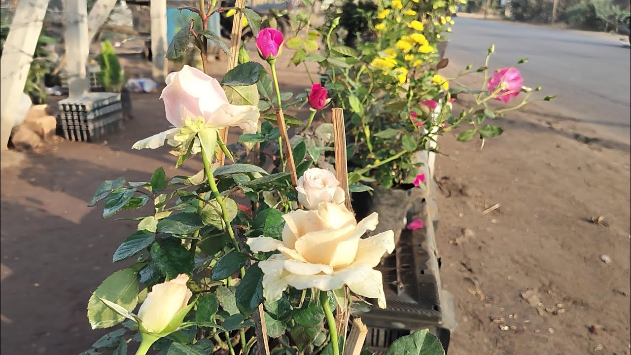 Roses n happy moments