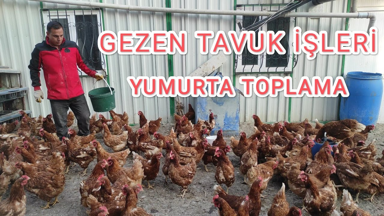 GEZEN TAVUK İŞLERİ§YUMURTA TOPLAMA
