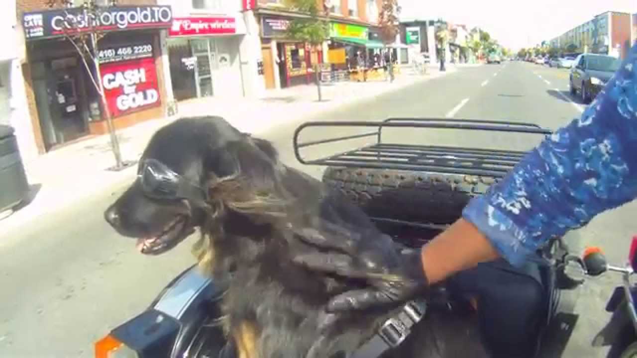 Biker Dog Malika out for a ride on a URAL | Stereophonics 