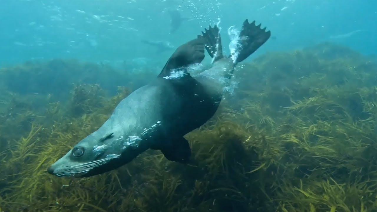 Diving With Seals in Tasmania! Cray & Abalone Catch & Cook