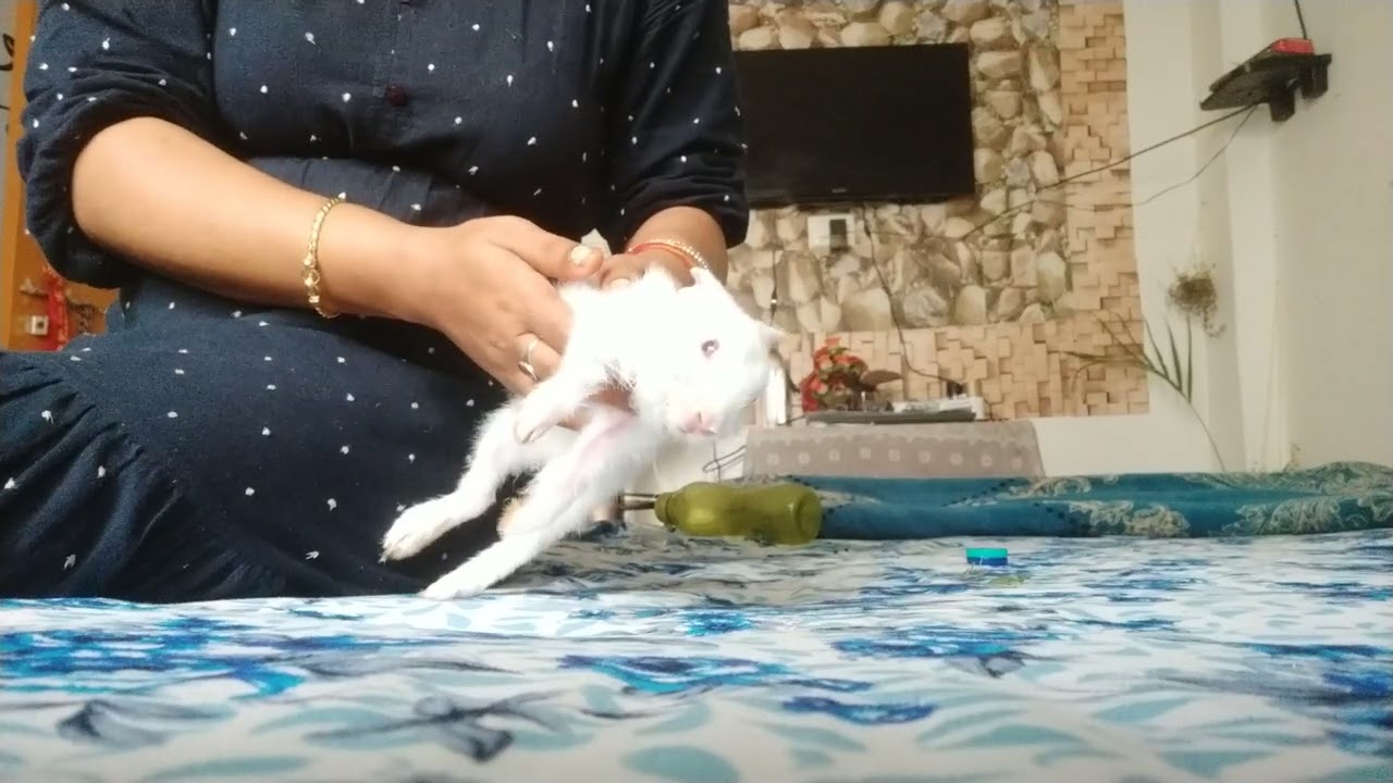 My rabbit almost die due 2 heart attack / Stroke | How to save ur rabbit from heart stroke
