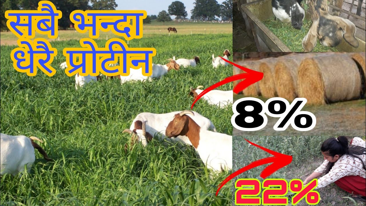बाख्राको लागी पोषिलो घाँस जुन बेमौसममा पनि खुवाउन सकिन्छ||Alfalfa grass
