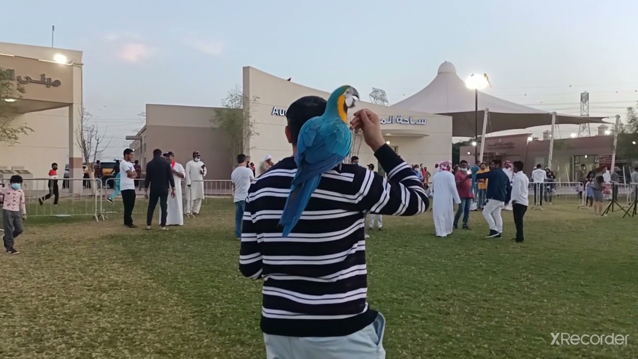 سوق الطيور ولببغاءفي  دبي🇦🇪🦜marcato degli ucclli