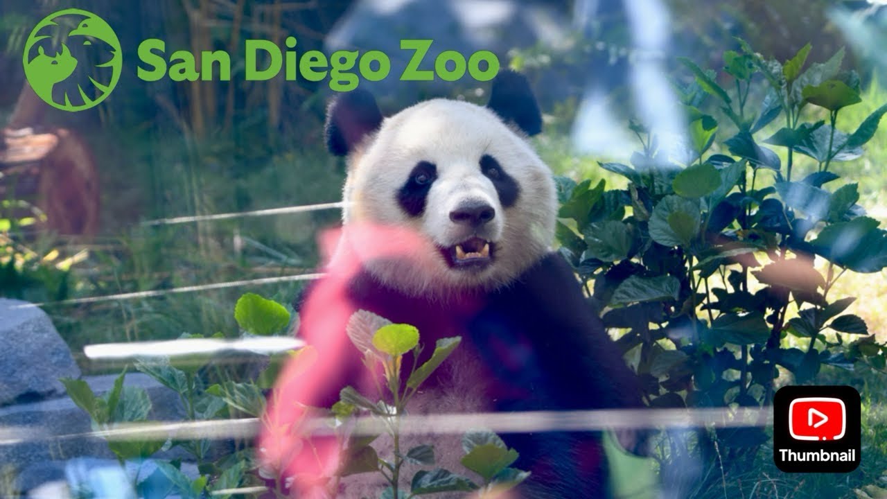 San Diego Zoo Panda Ridge Opening Day