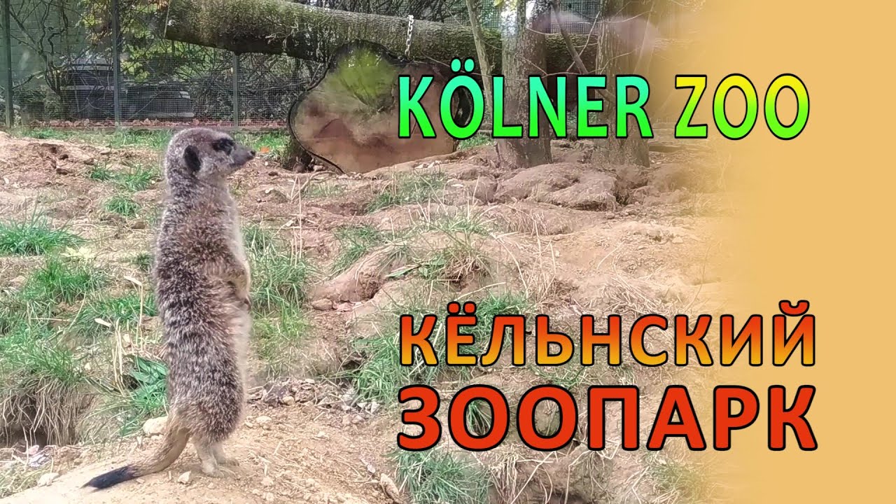 Кёльнский ЗООПАРК.