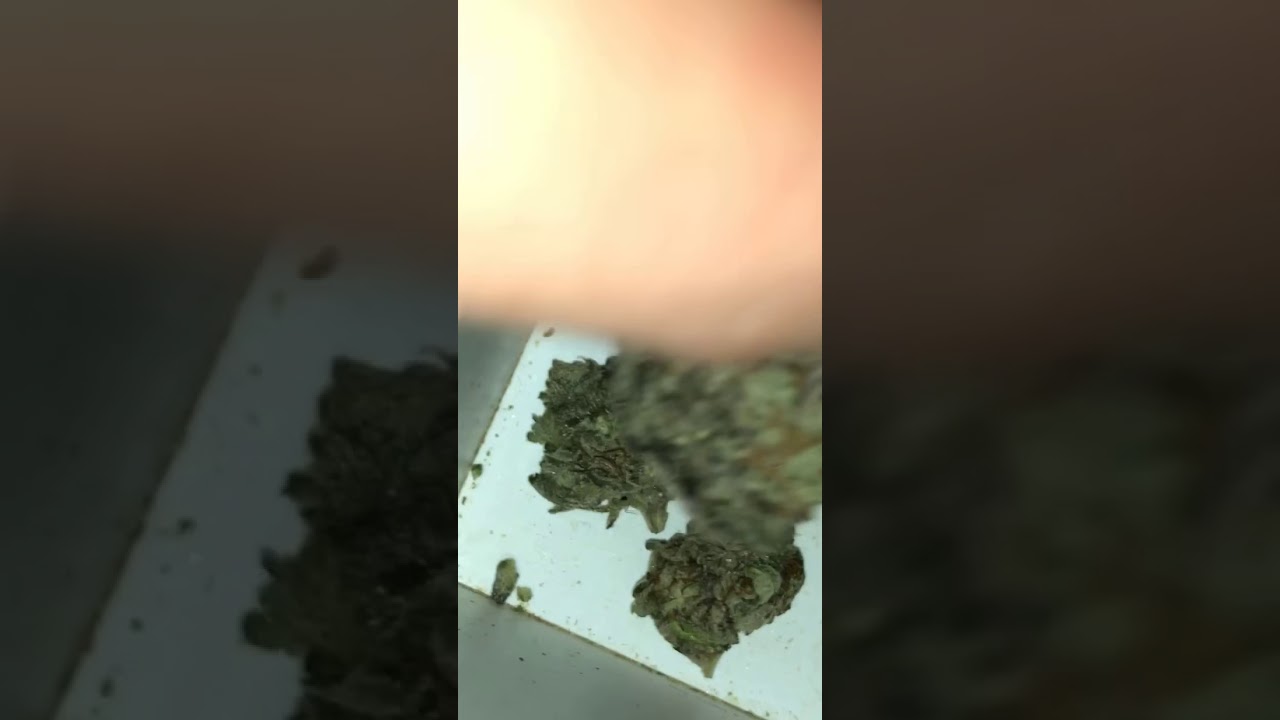purple stardawg💜⭐️🐕