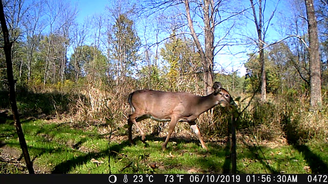 CamPark - T45 Trail Camera