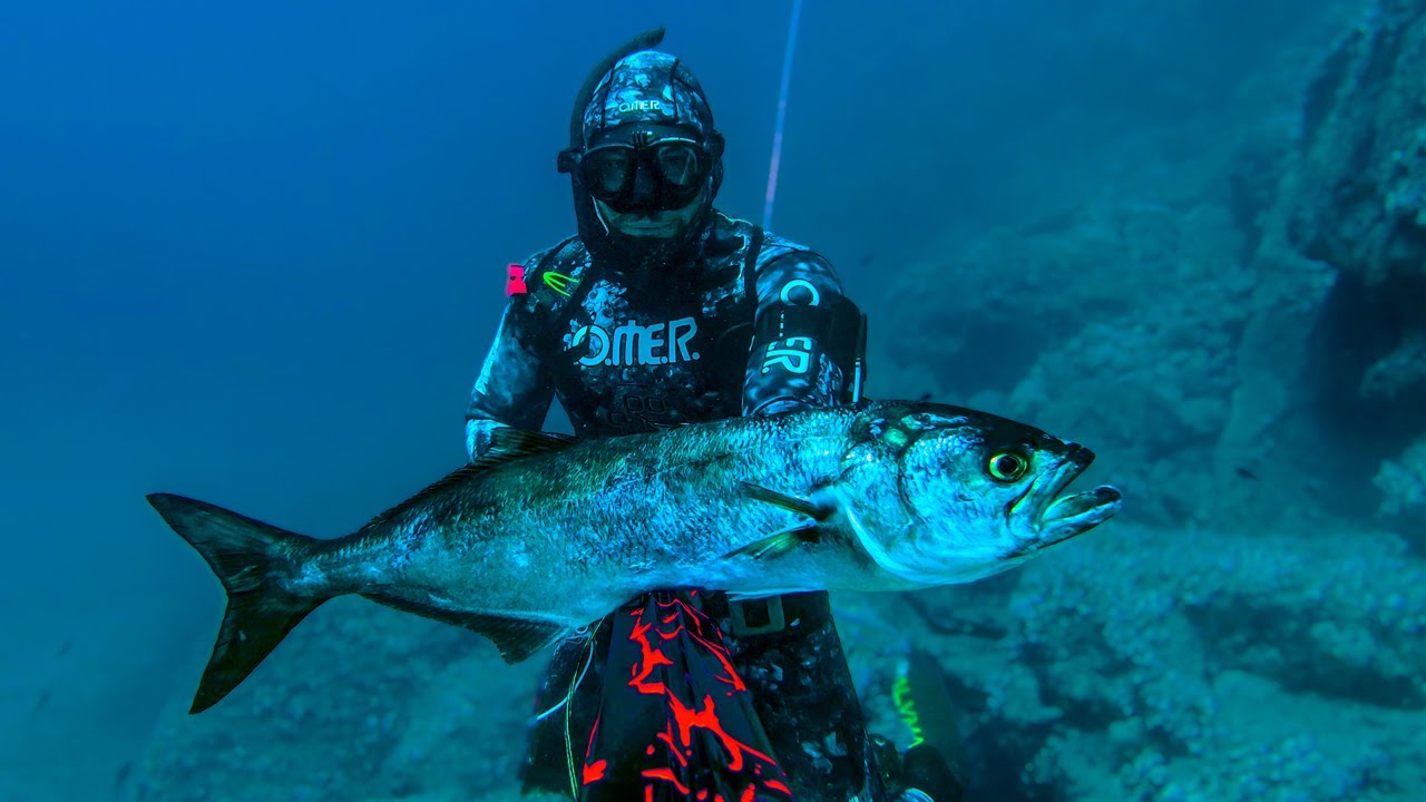 Pesca Submarina Croacia vs Locura Por Peces Depredadores Agosto 2023 4K 🇭🇷