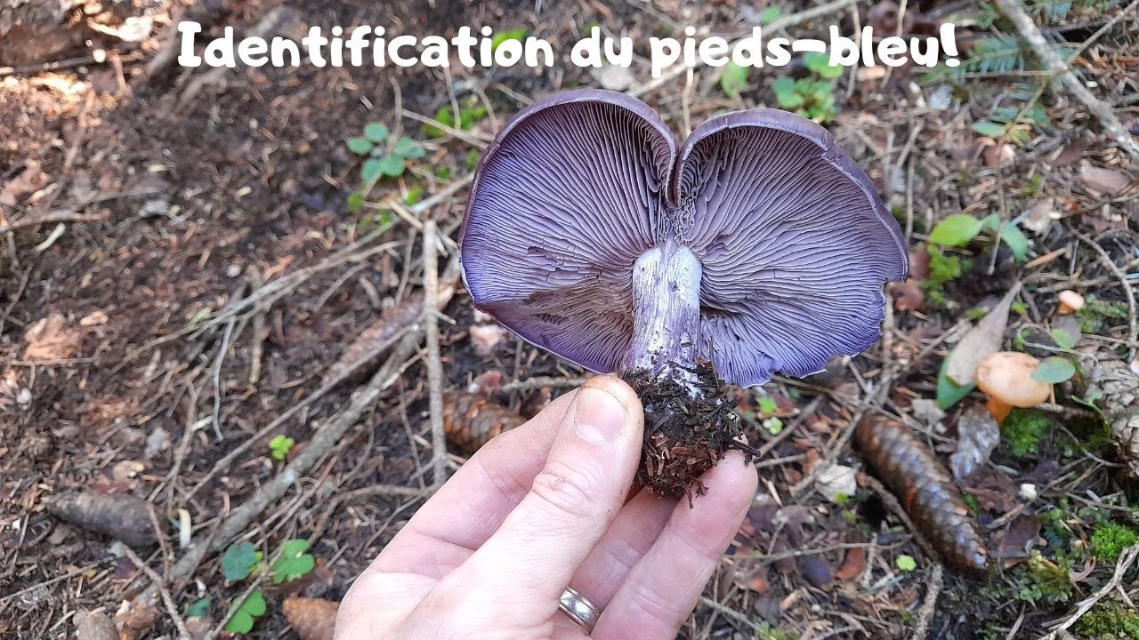 Identification du pied bleu!