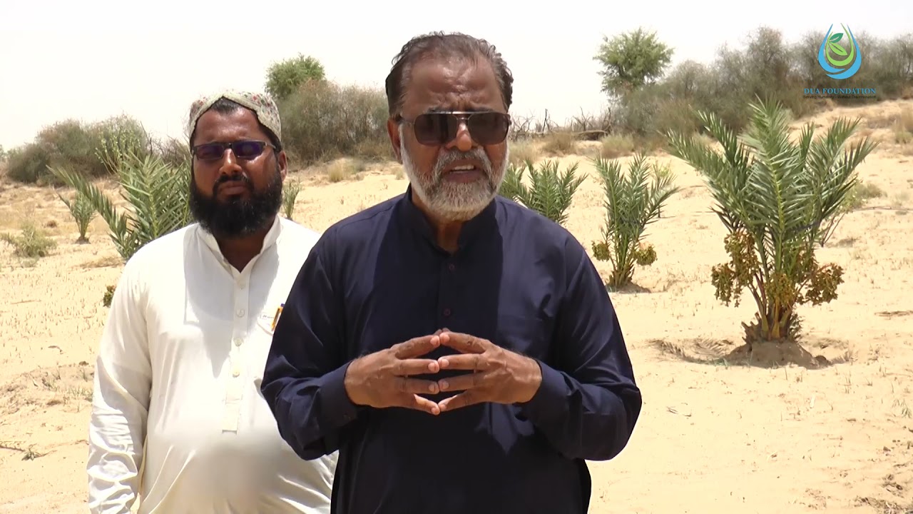 Date Palm cultivation in Thar desert