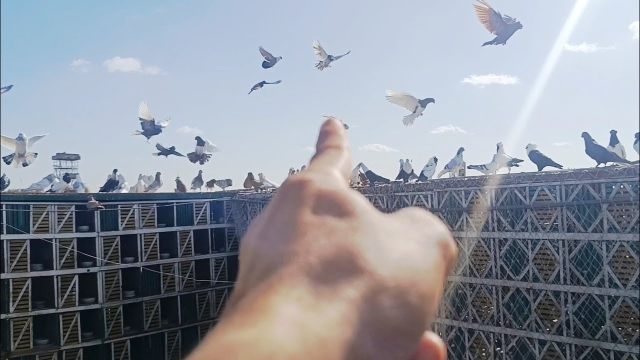 تعالوا نشوف...مسكت اية...والطارة جت علية بالغلط....مع... اوطة إمبابة 