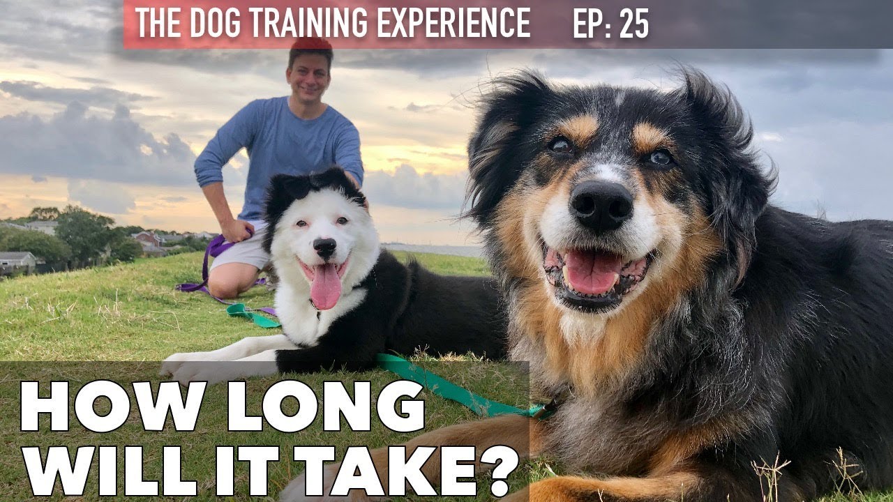 Trying to Train My Dog to be Good Around Other Dogs and My Cat!
