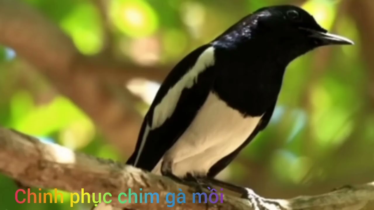 Chích choè than hót gọi trống cực gắt mở loa là về dành cho anh em Đam mê mới nhất 2026mp4