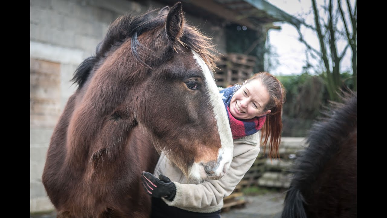 Das Shire Horse Jungpferde-Projekt: Vom Jährling bis zum Reitpferd (3): Anbinden & Putzen