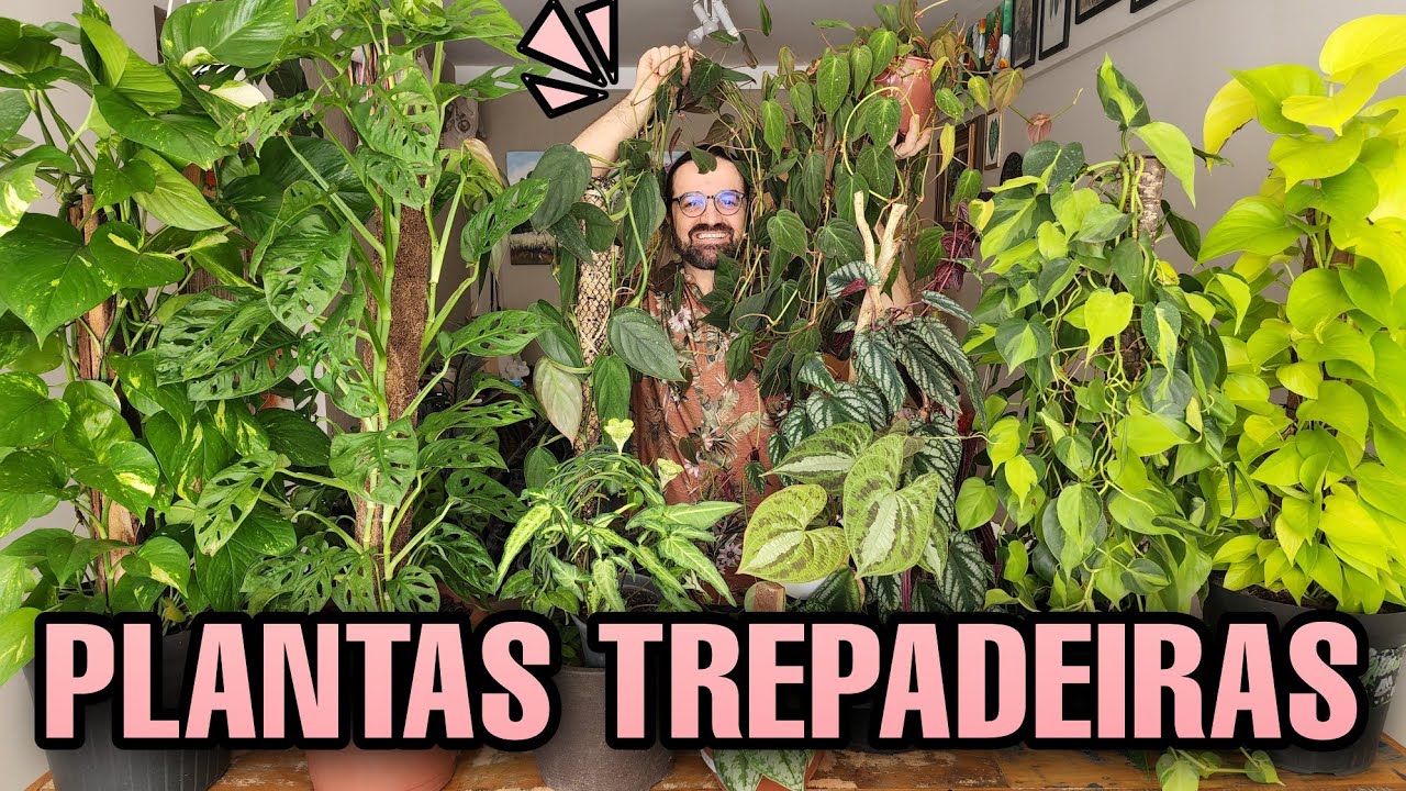 10 PLANTAS TREPADEIRAS para ELEVAR o nível da sua DECORAÇÃO - plantas de sombra