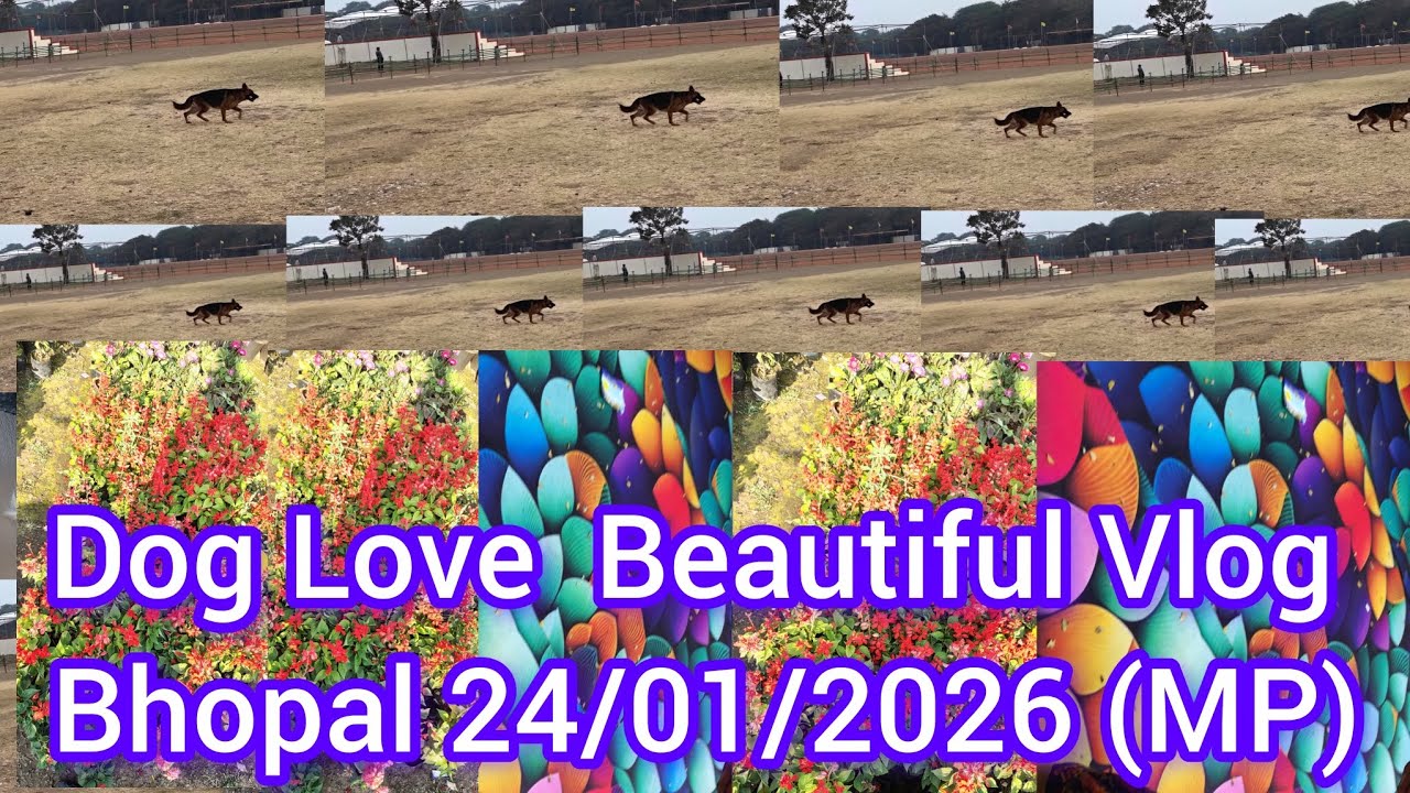 Dog Love Beautiful Vlog Bhopal Live llVlog 24/01/26 ll Youtube ll vlog video ll ViralvedeollMukund