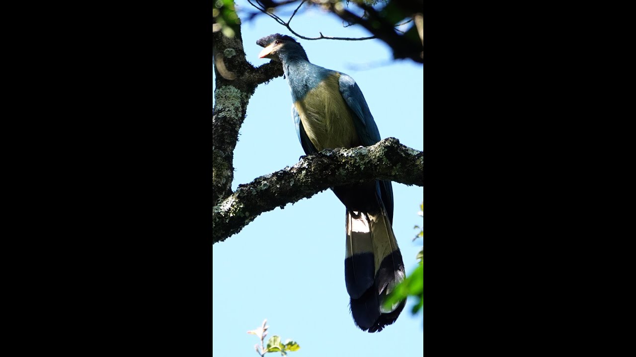 Birding Kakamega-The Kenyan Birding Safari Part 12