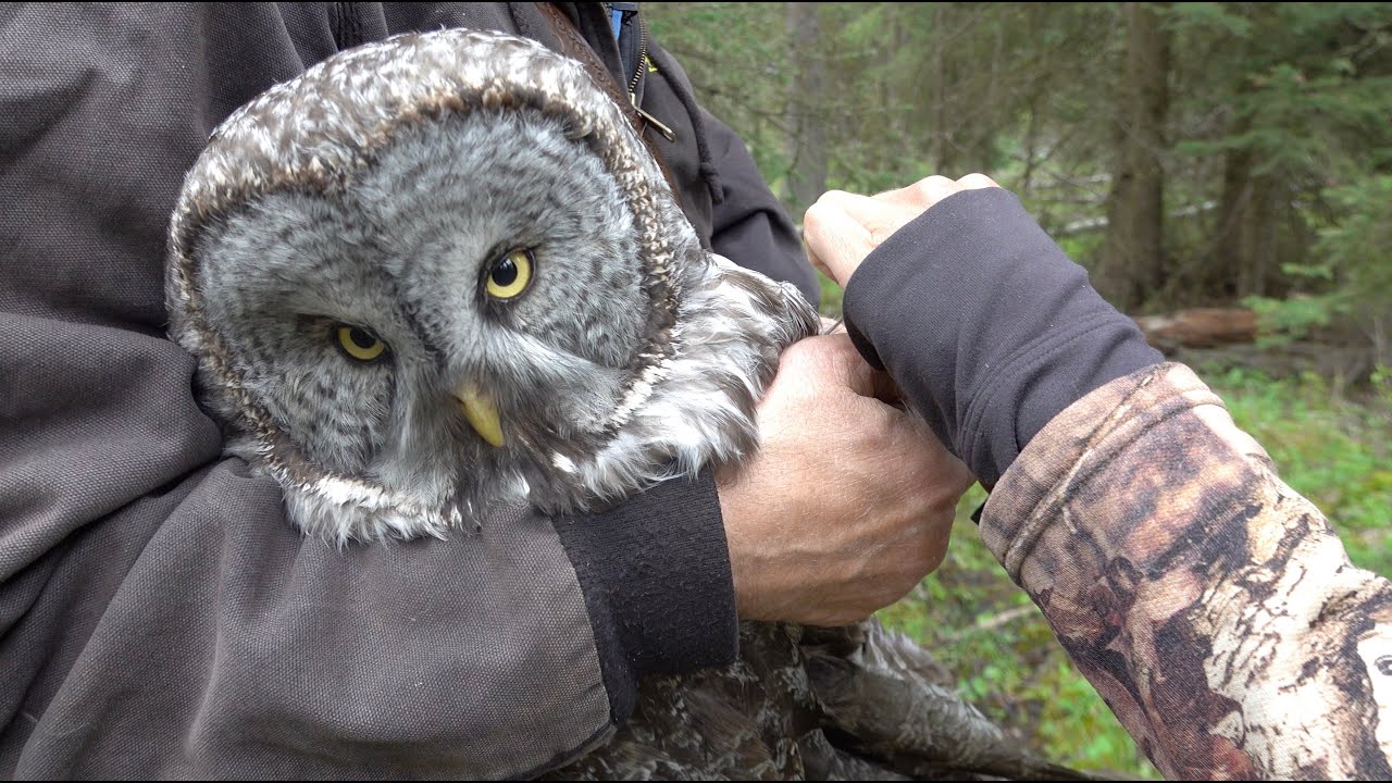 Owl Notes–Great Grey Owl Banding