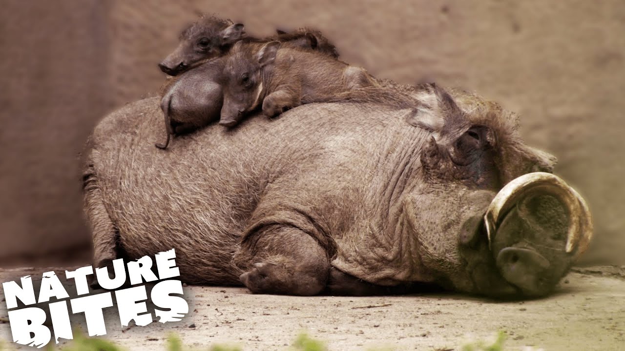 Deadbeat Dad Exhausted by Warthog Babies | Nature Bites