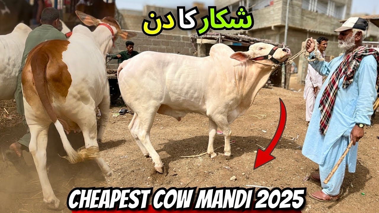 Karachi Malir Mandi Ka Hungama 😱 | Cheapest Cow Mandi 2025 🐄 | Full Bargaining & Best Deals 🔥