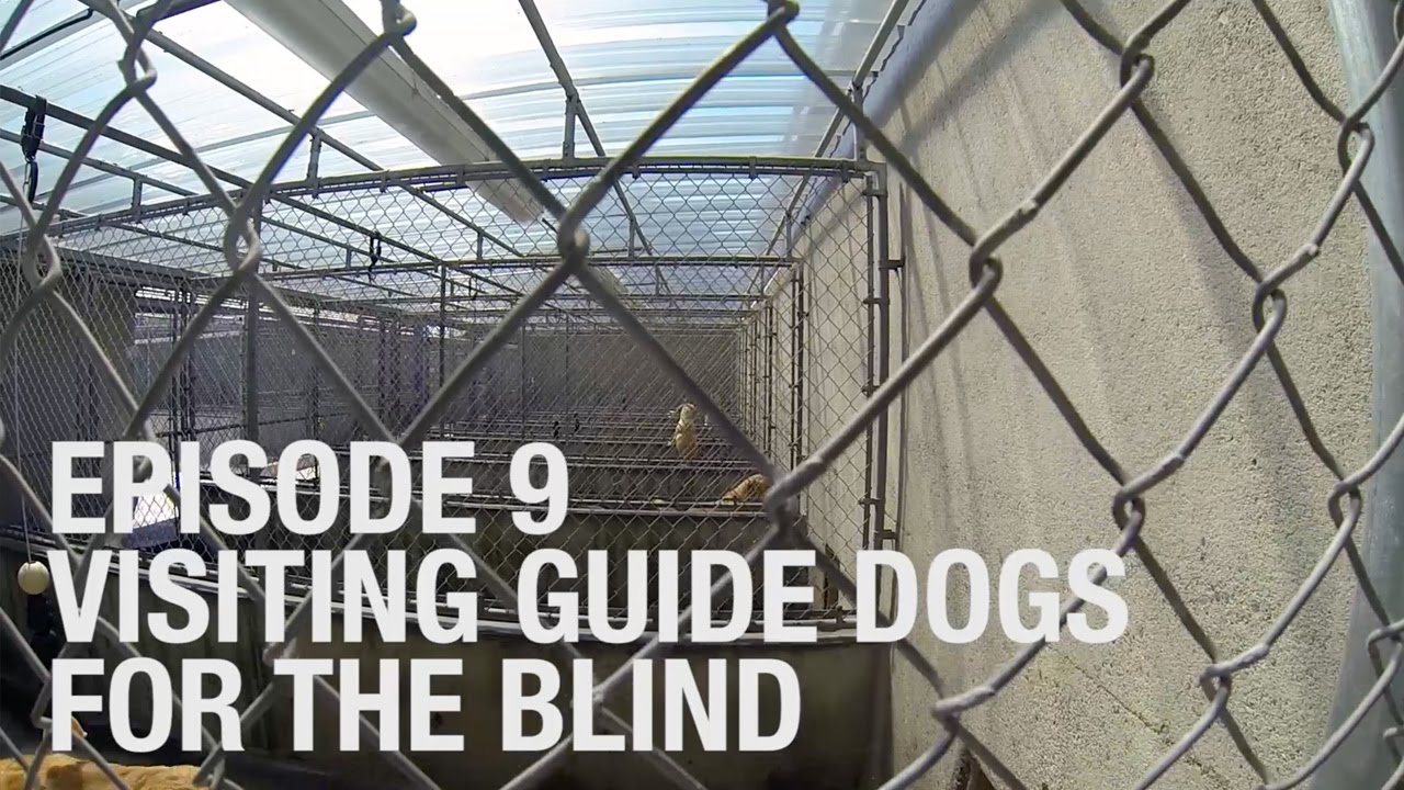 Visiting Guide Dogs for the Blind