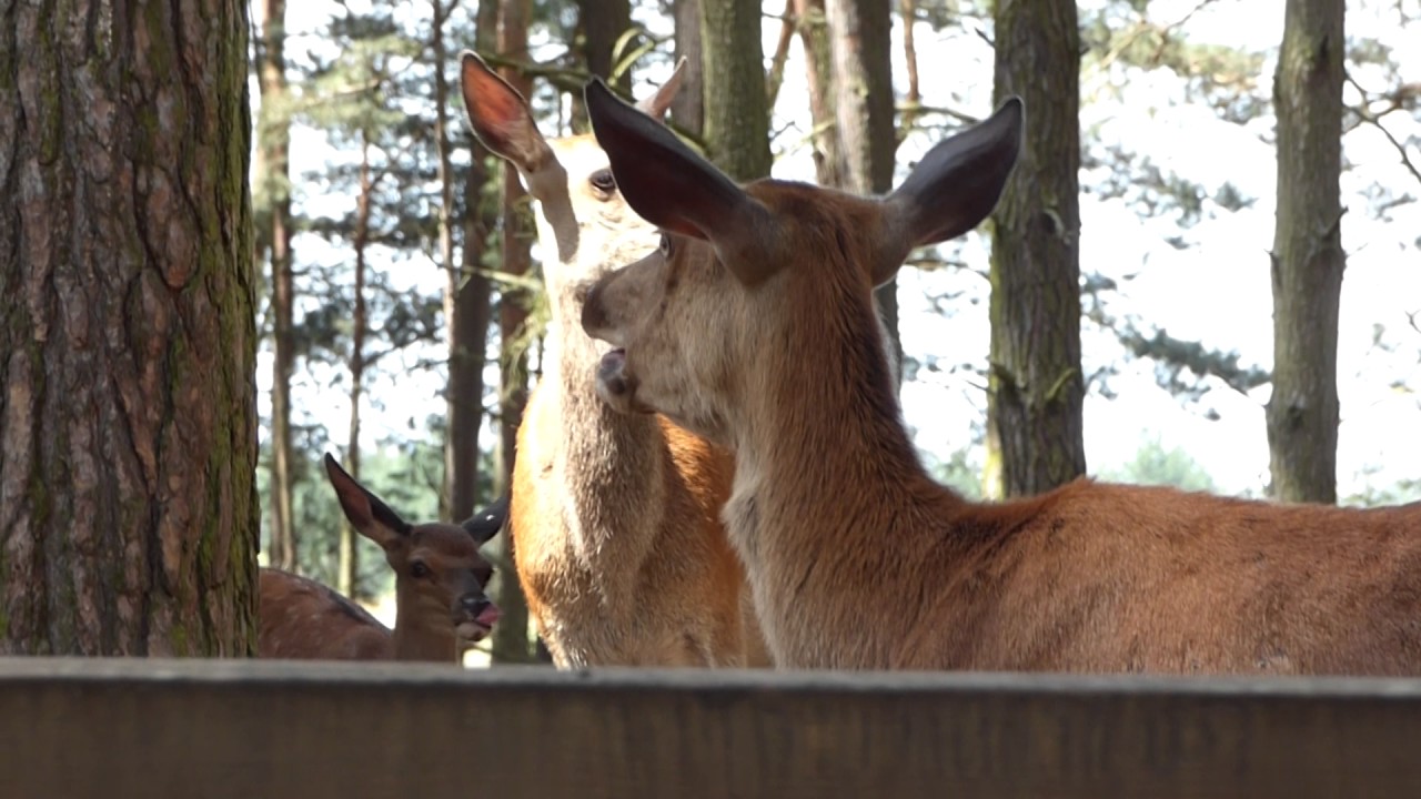 Laut&auml;u&szlig;erung beim Alttier (Rotwild) - Wildpark Schorfheide