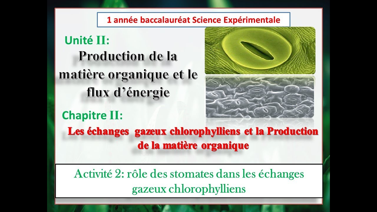 rôle des stomates dans les échanges gazeux chlorophylliens