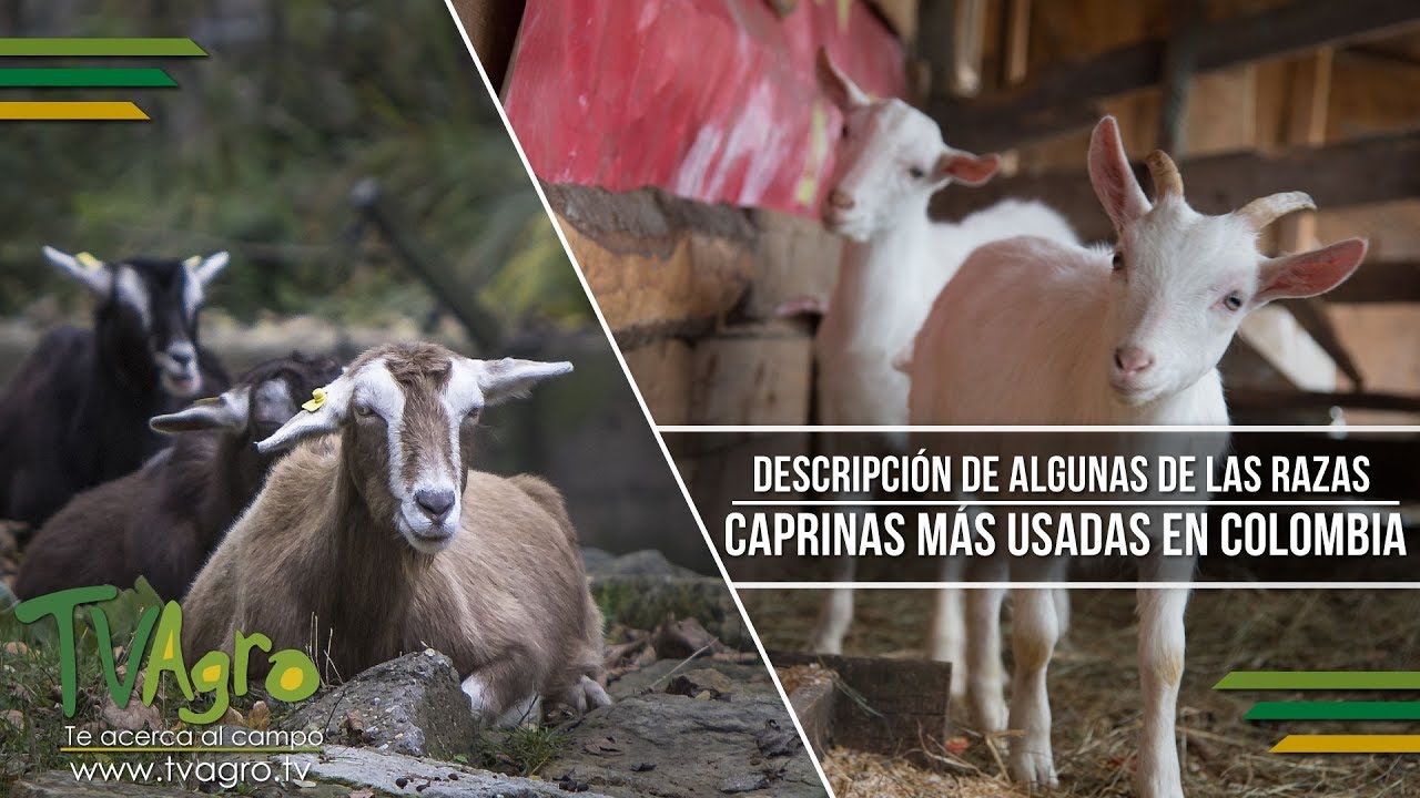 Descripción de Algunas de las Razas Caprinas más Usadas en Colombia- TvAgro por Juan Gonzalo Angel