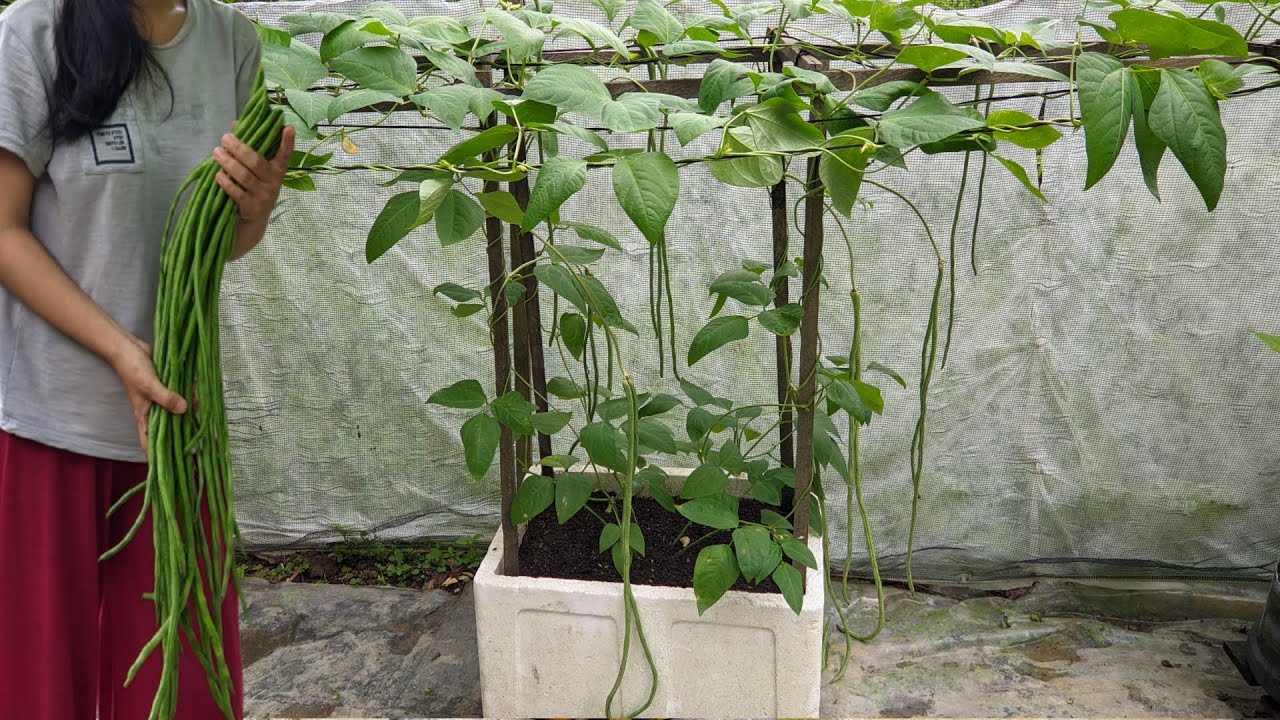 cara menanam kacang panjang di lahan sempit