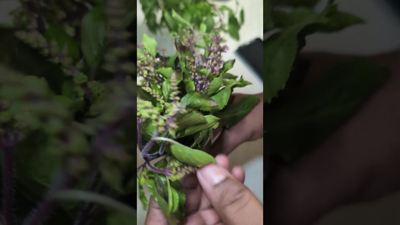 Thai basil /holy basil difference and flavour profile