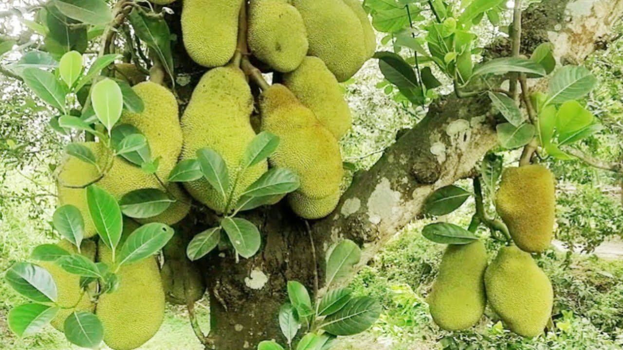 good afternoon সবাই লাইভে বন্ধুরা সবাই চলে এসো কাঁঠাল বাগান জনপ্রিয় হয়ে উঠেছে  ☘️☘️🌲🌲