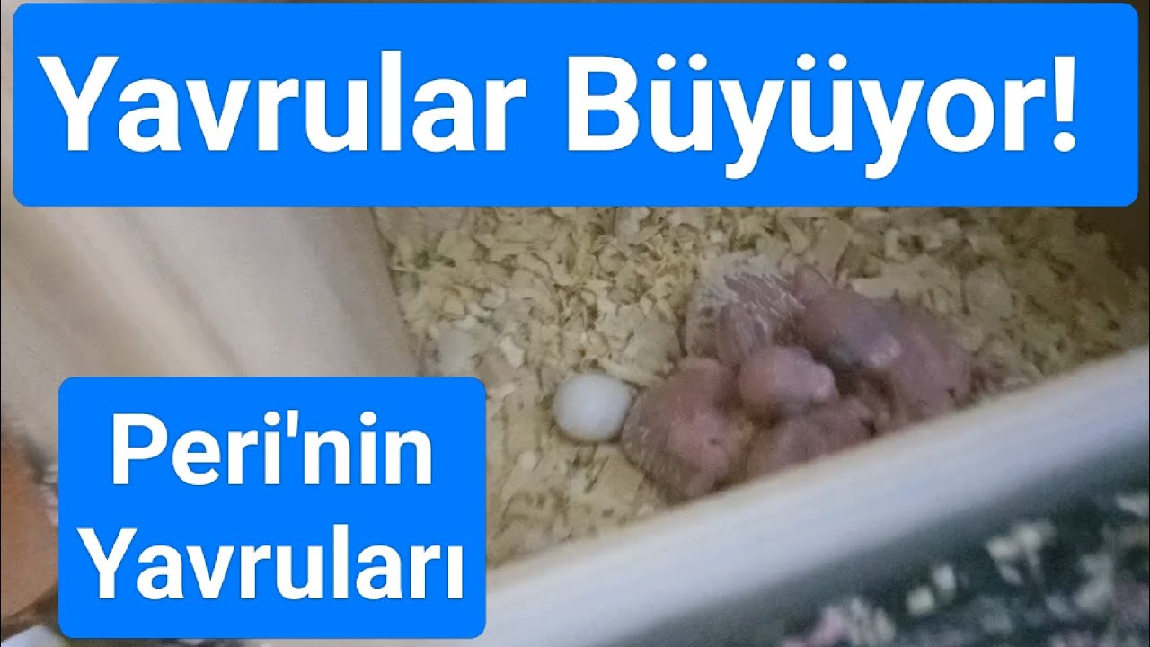 Yavruların Güncel Durumu -Yavrular Büyüyor! 