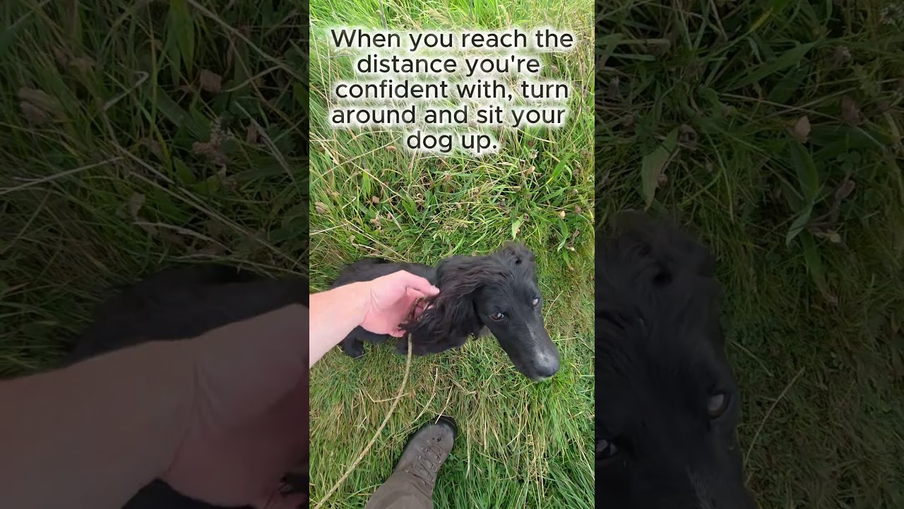 Gundog Training - Memory retrieve -Working Cocker spaniel - Long/short distance