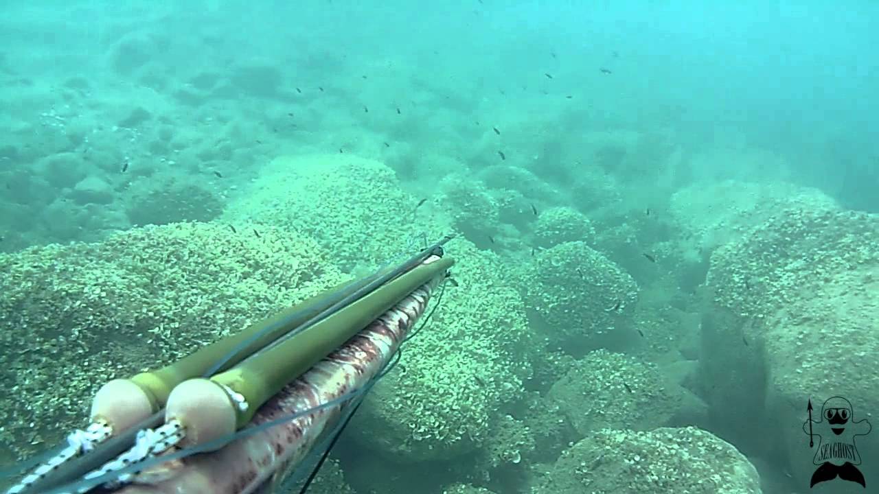 Pesca Sub: Pizzuto,aluzzo e muggini.1/08/2015