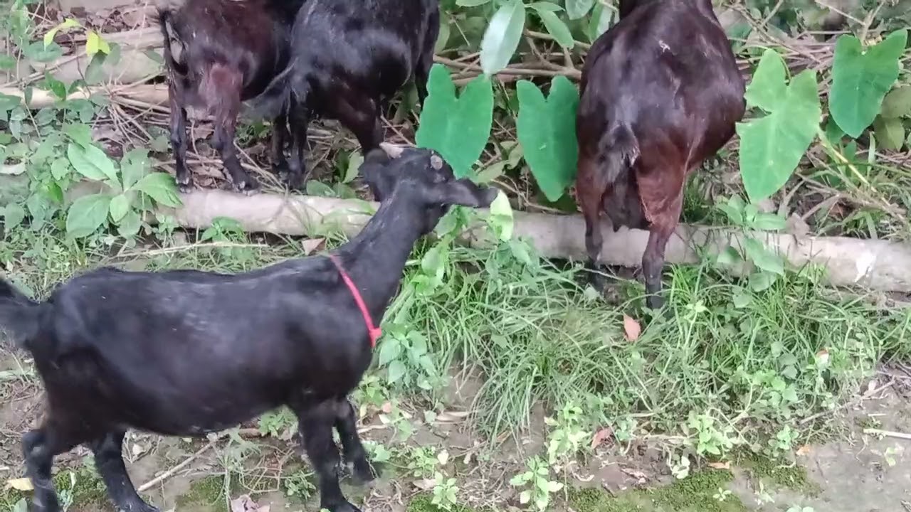 Assam hill goats//best quality local goat in Assam//farming start in Assam 🐐🐐@simanta vlogs