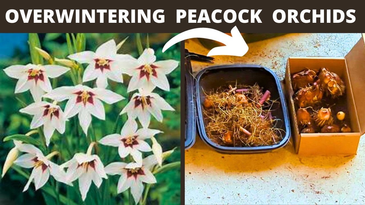 How To Overwinter Peacock Orchids Gladiolus acidanthera