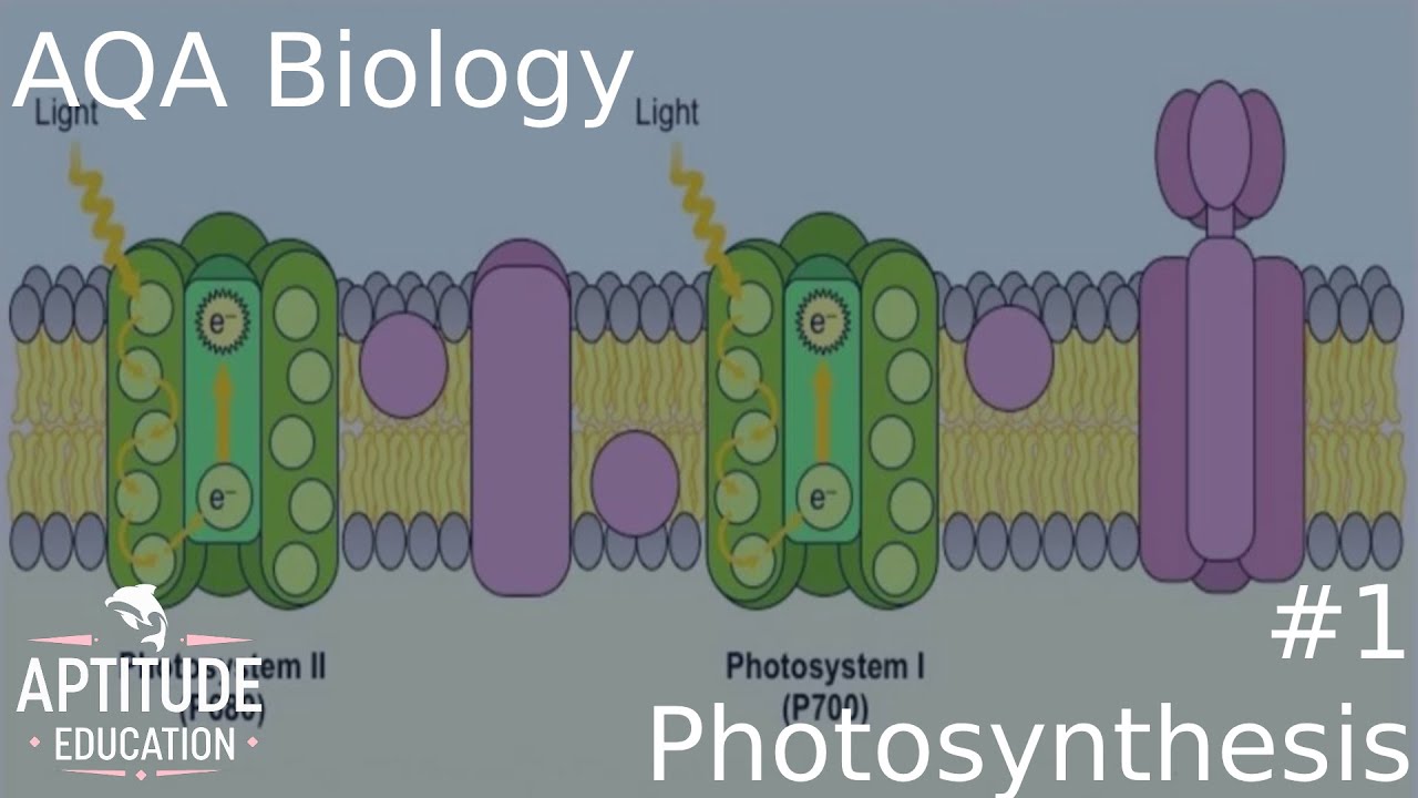 Light Dependent Reaction of Photosynthesis AQA A-Level Biology (2026)