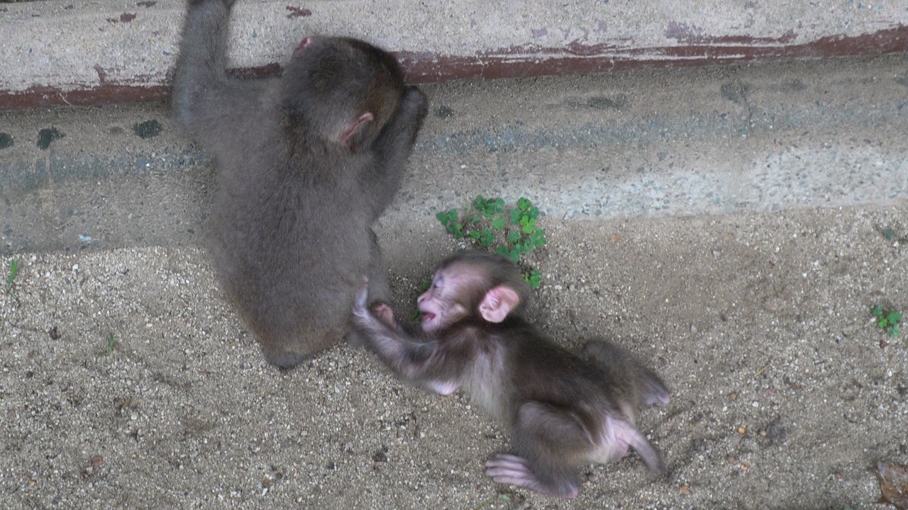 Лучшая няня: терпеливая сестра и этот озорной baby monkey #babymonkey #snowmonkey
