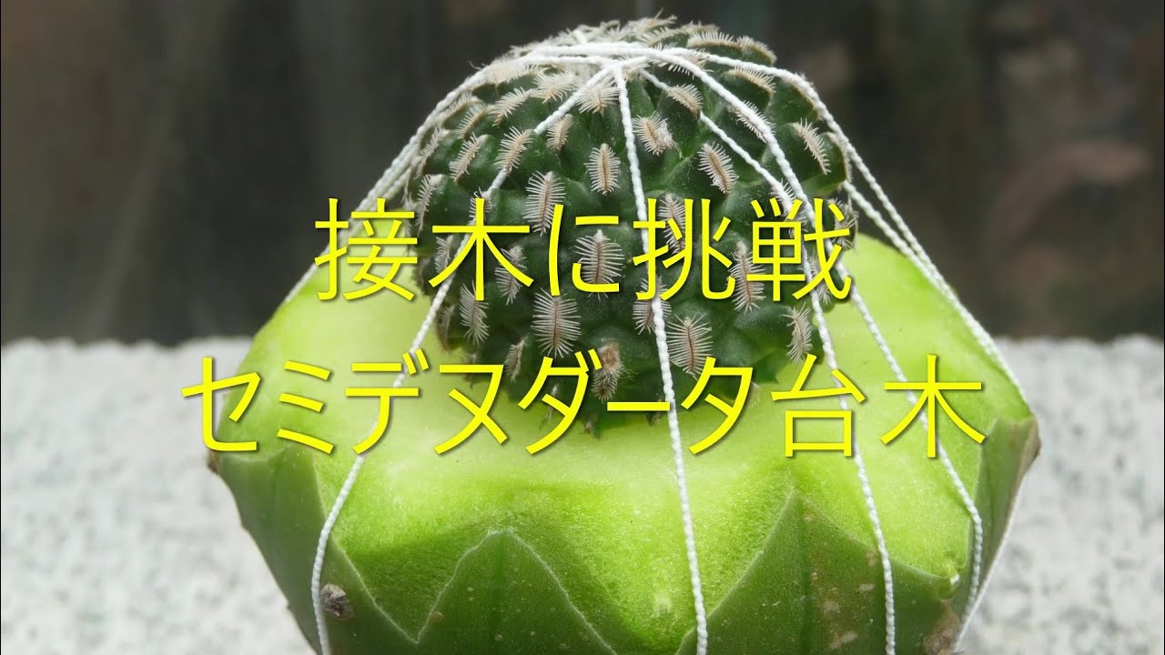 サボテンと遊ぼう　接木　セミデヌダータ台木