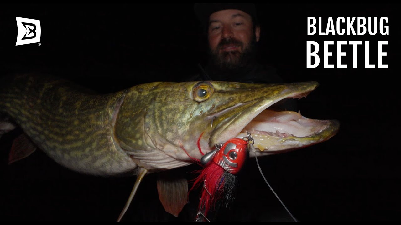 BlackBug Beetle: A GAMECHANGER for catching PIKE