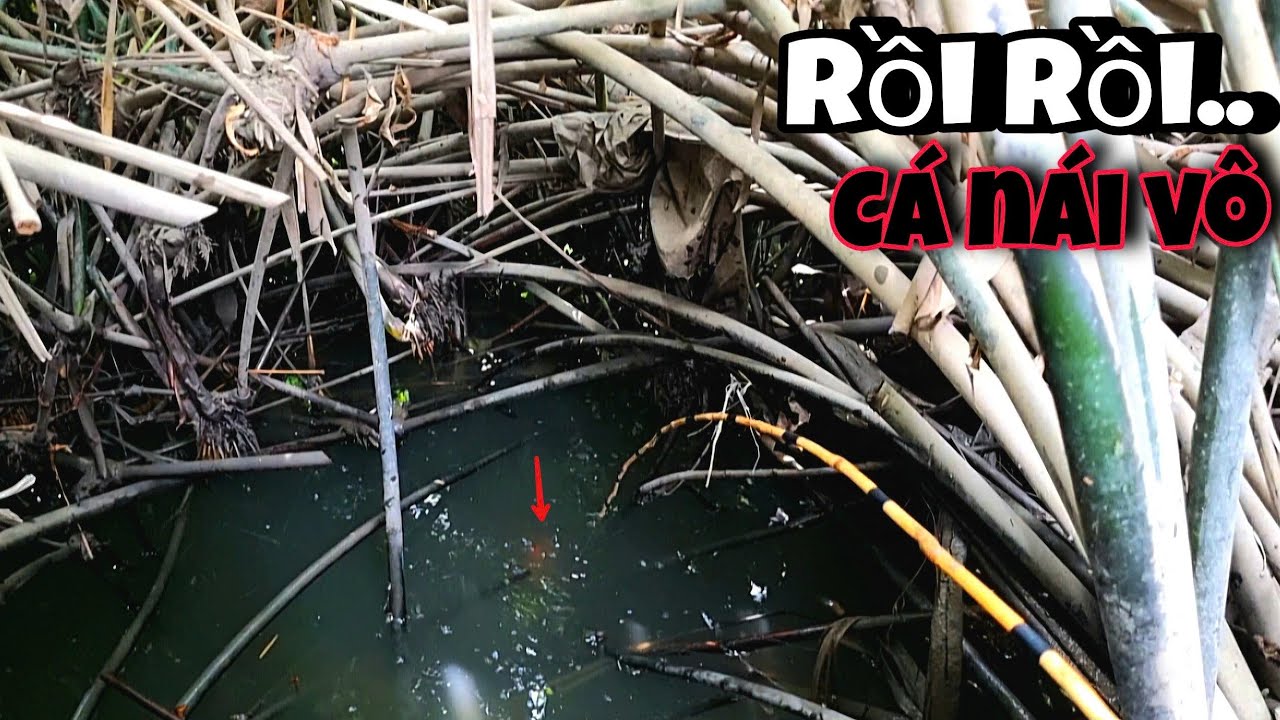 Tập 127 - Mấy Ổ Cá Này Lần Nào Câu Cũng Giật Đã Tay, Vùng Này Còn Nhiều Cá Thiệt | Câu Cá Rô Đồng